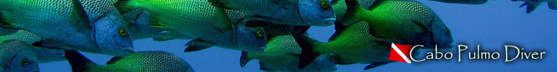 Cabo Pulmo diver banner graphic shows image of underwater life on the reef